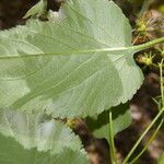 Bidens reptans leaf picture by Nelson Zamora Villalobos (cc-by-nc)