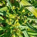 Cyperus unicolor flower picture by Trap Hers (cc-by-sa)