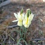 Narcissus triandrus flower picture by gonzalez juan luis (cc-by-sa)