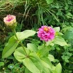 Zinnia haageana flower picture by stefary (cc-by-sa)