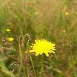 Crepis setosa flower picture by Hendrik van Tilburg (cc-by-sa)