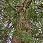 Sequoia sempervirens habit picture by Dieter Albrecht (cc-by-sa)