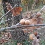 Quercus pubescens fruit picture by Marion Schmitter (cc-by-sa)