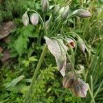 Allium siculum flower picture by Robert Anti (cc-by-sa)