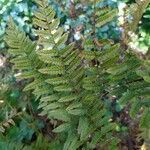 Dryopteris expansa leaf picture by iserte jose (cc-by-sa)