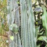 Cereus hexagonus habit picture by Trap Hers (cc-by-sa)