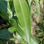 Sorghum bicolor leaf picture by dreox dan (cc-by-sa)