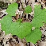 Menispermum canadense leaf picture by Rick Schupp (cc-by-sa)