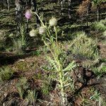 Cirsium jorullense habit picture by Fabien Anthelme (cc-by-sa)