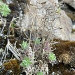 Draba hallii habit picture by Fabien Anthelme (cc-by-sa)