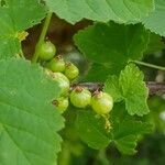 Ribes rubrum leaf picture by John Van Heiningen (cc-by-sa)