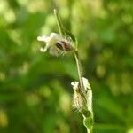 Silene gallica habit picture by Roberto Dessì (cc-by-sa)