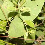 Rhynchosia calycosa leaf picture by Nelson Zamora Villalobos (cc-by-nc)