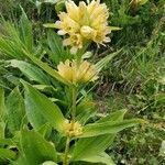 Gentiana punctata leaf picture by catherine butori (cc-by-sa)