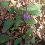 Pulmonaria officinalis leaf picture by marina deumier (cc-by-sa)