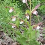 Cypripedium montanum flower picture by reg (cc-by-sa)