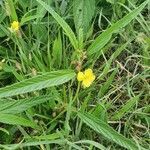 Corchorus trilocularis habit picture by susan brown (cc-by-sa)