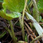 Azorella crenata leaf picture by Fabien Anthelme (cc-by-sa)