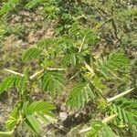 Vachellia nilotica leaf picture by Nneka Allicock (cc-by-sa)