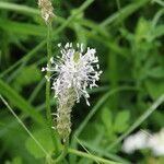 Plantago media flower picture by Barry Cornelius (cc-by-sa)