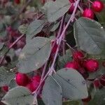 Cotoneaster zabelii leaf picture by Dieter Albrecht (cc-by-sa)