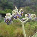 Solanum mauritianum flower picture by Marie-Françoise Parais (cc-by-sa)