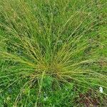 Themeda triandra habit picture by susan brown (cc-by-sa)