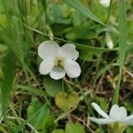 Viola blanda flower picture by Marie-Loue Bellefleur (cc-by-sa)