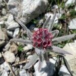 Cynoglossum magellense flower picture by Maria Vittoria (cc-by-sa)