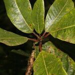 Persea povedae leaf picture by Nelson Zamora Villalobos (cc-by-nc)