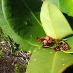 Garcinia amplexicaulis flower picture by Stéphane Lardy (cc-by-sa)