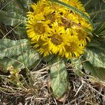 Inula rhizocephala leaf picture by Lennaert Steen (cc-by-sa)