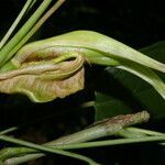 Anthurium microspadix fruit picture by Nelson Zamora Villalobos (cc-by-nc)