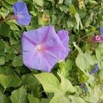 Ipomoea indica fruit picture by alexis nicola (cc-by-sa)