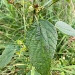 Acalypha australis leaf picture by 道草 (cc-by-sa)