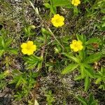 Potentilla simplex habit picture by Bianca Legault (cc-by-sa)