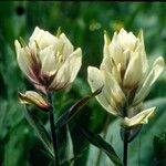 Castilleja sulphurea flower picture by Nancy (cc-by-sa)