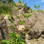 Potentilla norvegica habit picture by Jean-Francois Julien (cc-by-sa)