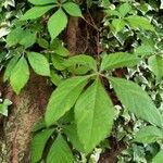 Parthenocissus quinquefolia habit picture by Eli Small (cc-by-sa)