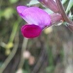 Lathyrus clymenum flower picture by florence molinari (cc-by-sa)