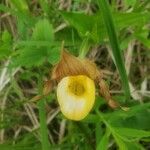 Cypripedium parviflorum flower picture by George Annette (cc-by-sa)