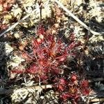 Drosera intermedia leaf picture by Christophe Rollier (cc-by-sa)