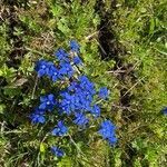 Gentiana bavarica flower picture by Alfred Hewera (cc-by-sa)