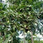 Mangifera indica habit picture by Asim Kumar Mishra (cc-by-sa)