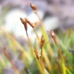 Zameioscirpus muticus flower picture by Fabien Anthelme (cc-by-sa)