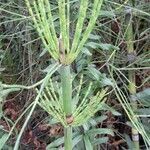 Equisetum giganteum leaf picture by Trap Hers (cc-by-sa)