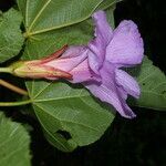 Wercklea insignis flower picture by Nelson Zamora Villalobos (cc-by-nc)