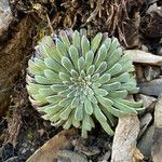 Saxifraga longifolia leaf picture by Fabien Anthelme (cc-by-sa)