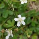 Moehringia lateriflora flower picture by Gabriel Andre (cc-by-sa)