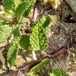 Stachys maritima leaf picture by Ahmet Yılmaz (cc-by-sa)